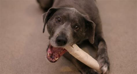 Is Rawhide Bones Bad For Dogs? [How It's Made & The Dangers]