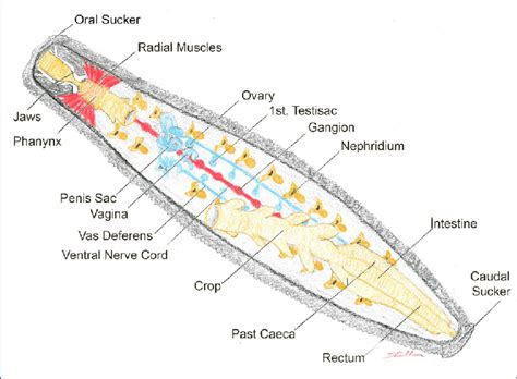 Hirudinea Leech Anatomy