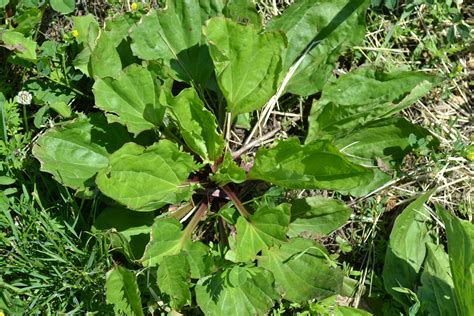 Broadleaf Plantain - Green Thumb Advice