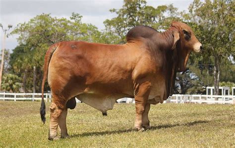 Champion Brahman Cattle at the 2017 Mexican National Brahman Cattle ...