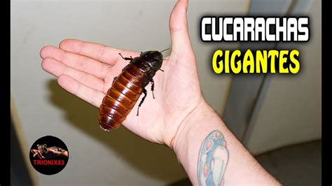 Cucaracha Gigante Fumigadora Continente | The Best Porn Website