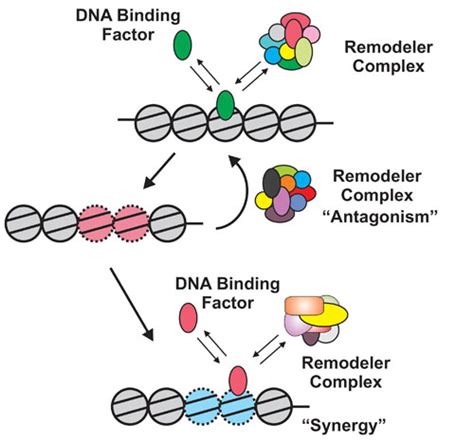 A Dynamic View of Gene Expression