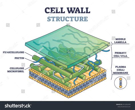 Cell Wall Drawing