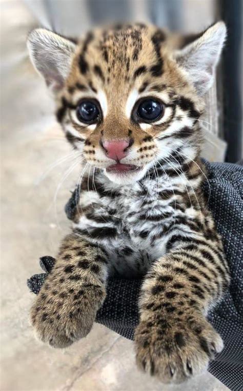 This enchanting ocelot cub was recently born at the Cincinnati Zoo : r/aww