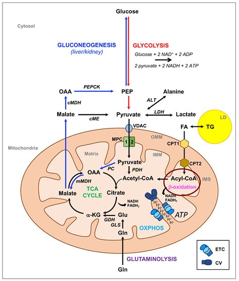 Biomolecules | Free Full-Text | The Multifaceted Pyruvate Metabolism ...