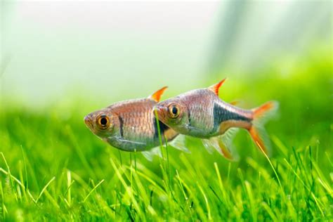 Rasbora Breeding Guide (Everything You Need to Know) - Avid Aquarist