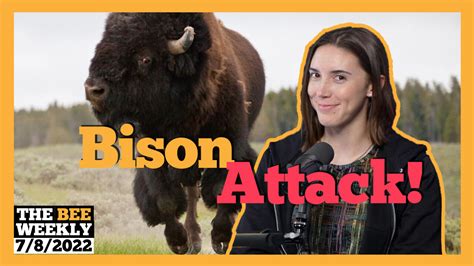 The Bee Weekly: Top Ten Comedy Shows and Bison Attack!