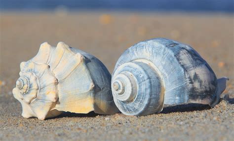 Knobbed Whelks: More than Just the State Shell of New Jersey — Save ...