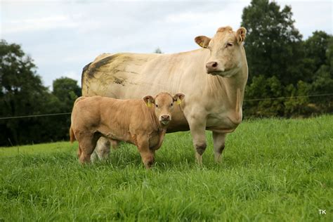 Upcoming Charolais Suckler Farm Walk in County Mayo - Irish Charolais ...