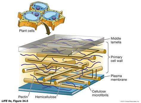 Plant Cell Wall Structure - Biology Forums Gallery