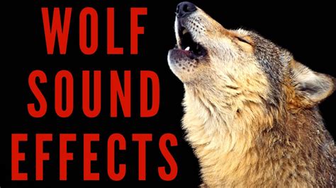 WOLF SOUND EFFECTS - Wolf Howling Sound - YouTube