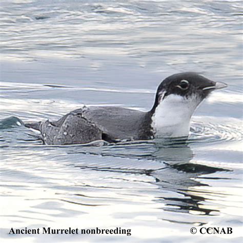 Ancient Murrelet (Synthliboramphus antiquus) - ANMU