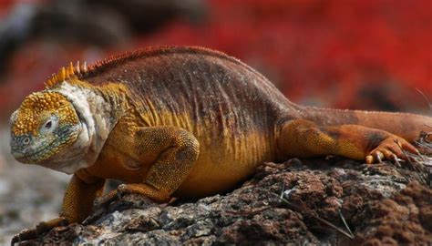 Galapagos Land Iguana FAQ Guide on Food, Habitat, Size, Lifespan and ...