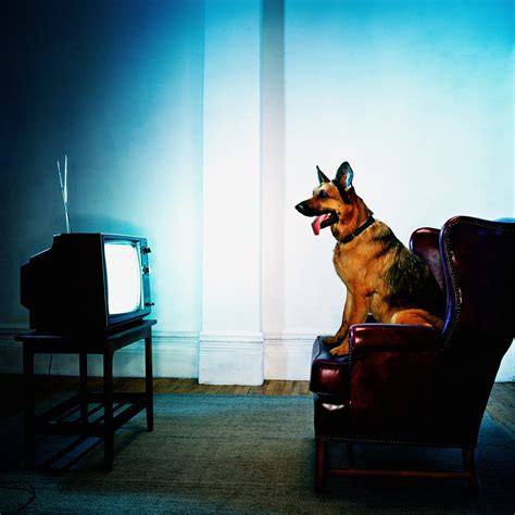 Do Dogs Really Like Dog Tv