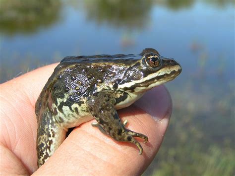 Columbia Spotted Frog (Reptiles, Amphibians and Fish of Montana ...