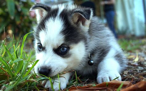 Baby Husky Wallpapers - Wallpaper Cave