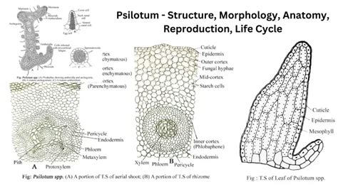 Psilotum - Structure, Morphology, Anatomy, Reproduction, Life Cycle ...