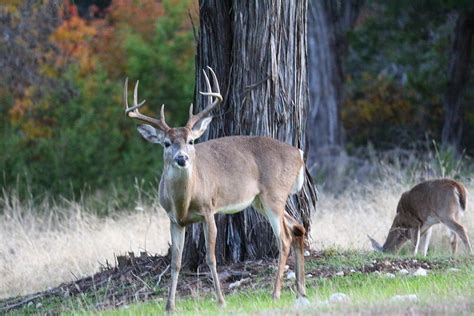 Whitetail Buck 8 point Photograph by Jinger Michels - Fine Art America