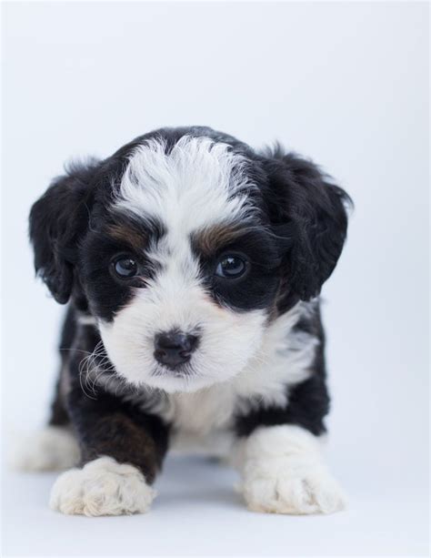 French Bulldog Poodle Mix Puppies