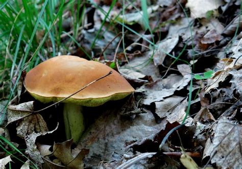 Hunting boletus subglabripes in minnesota