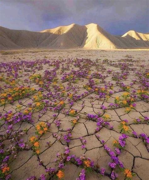 Flowers blooming in the desert : r/nextfuckinglevel