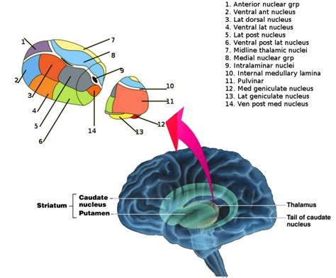 [Figure, Thalamic nuclei Image courtesy S Bhimji MD] - StatPearls ...