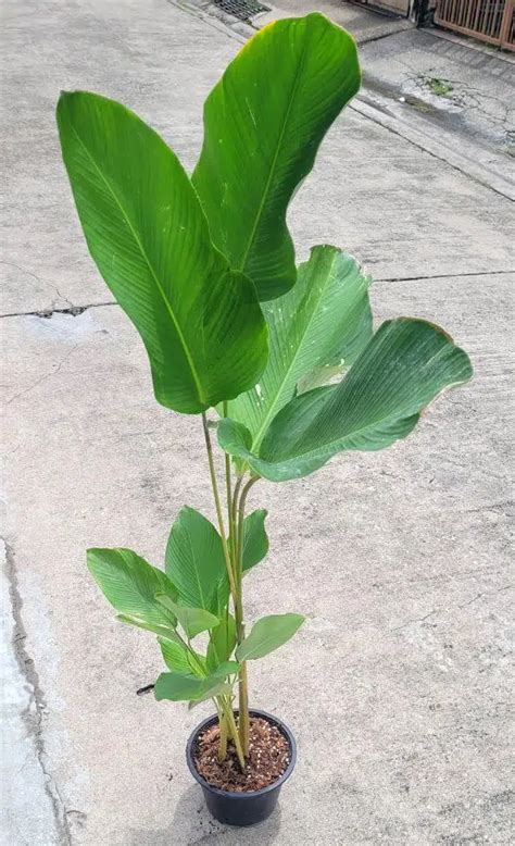 Calathea lutea (rhizomes) - Tropics @Home