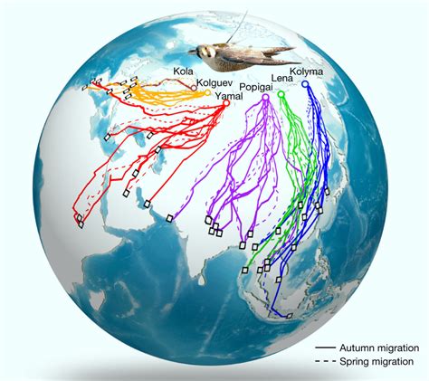 Biologists Find Evidence of Migration Gene in Birds | Sci.News