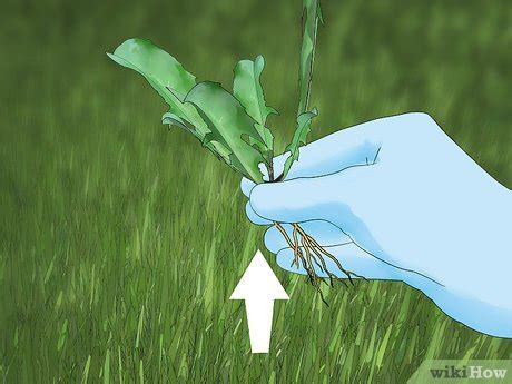 3 Ways to Control Lawn Weeds - wikiHow Life