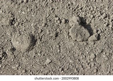 Soil Texture Background Gardening Concept Stock Photo 2002993808 ...