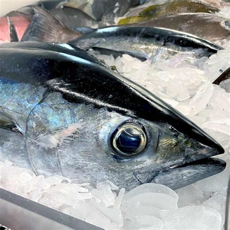 Fresh Blackfin Tuna Recipes | Dandk Organizer