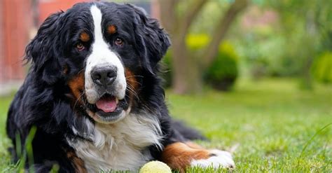 Cómo debe ser la comida para perros grandes | Blog Verdecora