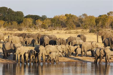 Experience the Majestic Wildlife of Hwange National Park