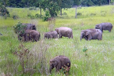 Way Kambas National Park River Patrol - International Elephant Project