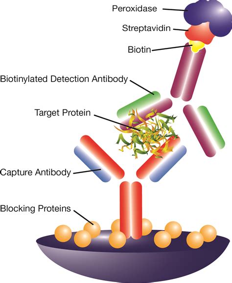 Immunoassay Reagents | Leinco Technologies