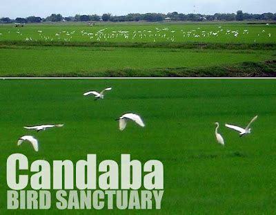 Pampanga: Wandering around the Candaba Bird Sanctuary | Ivan About Town