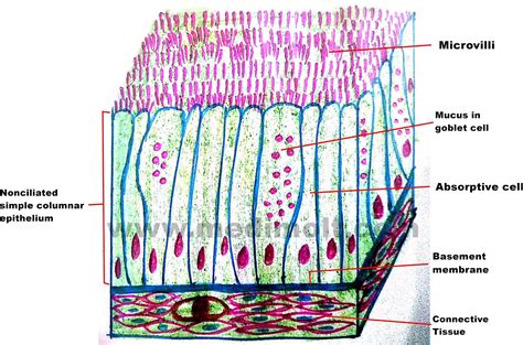 Structure Of Epithelial Tissue