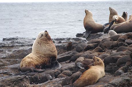 Steller Sea Lion – Oregon Conservation Strategy