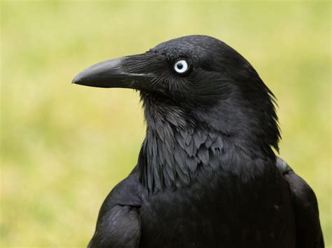 Australian Raven Bird Facts (Corvus coronoides) | Birdfact