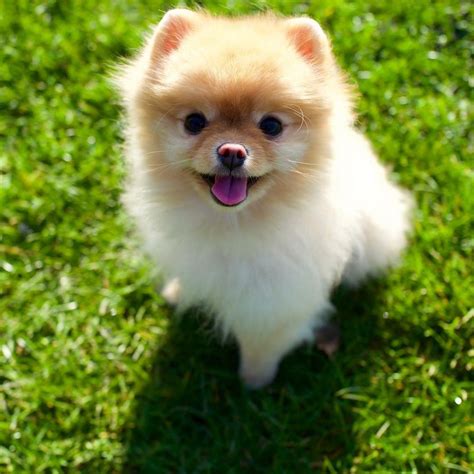 Teacup Pomeranian Indonesia - Pets Lovers