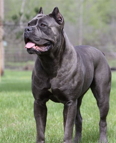 Black Pearl Cane Corso - Cane Corso breeders | Cane Corso puppies Blue ...