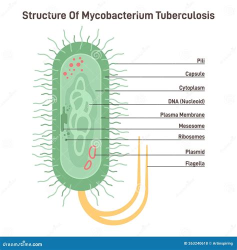 Mycobacterium Tuberculosis. Bacteria, Causative Agent Of Tuberculosis ...