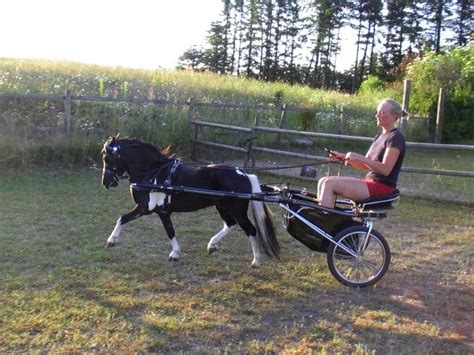 miniature horse pulling cart | Hästar, Körning, Ponny