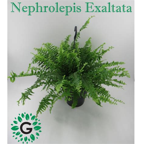 Nephrolepis Exaltata, - Green Experts Landscape LLC