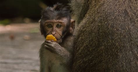 Brown Monkey Eating · Free Stock Photo