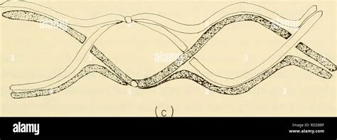 . Cytology. Cytology. Figure 6-9, Schematic Representation of Chiasmata ...