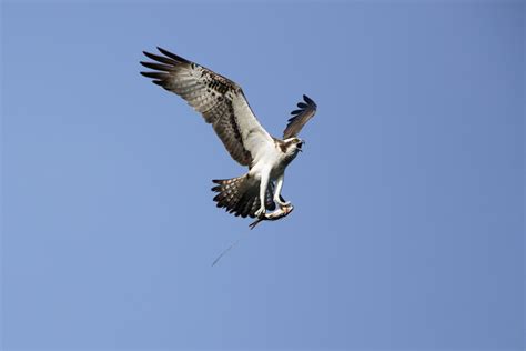 Bassenthwaite Ospreys | Birdingplaces