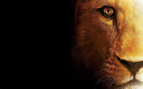 Lion Eyes HD wallpaper | Pxfuel