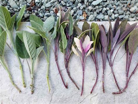 How to Propagate (Grow) Sage Cuttings in Water or Soil | Growing sage ...