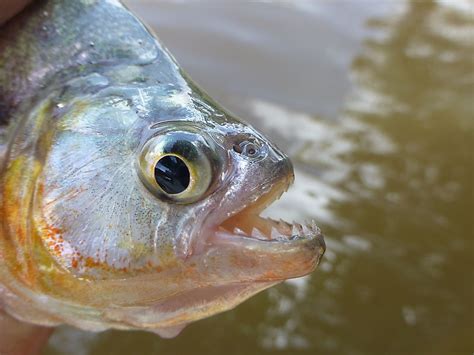 What Animals Live In The Amazon River? - WorldAtlas